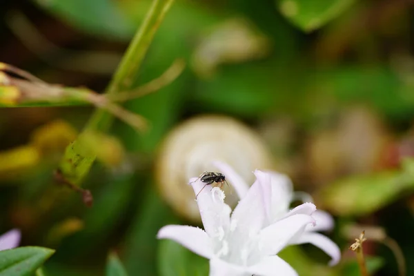 Eine Selektive Fokusaufnahme Eines Insekts Auf Einer Weißen Blume Mit — Stockfoto