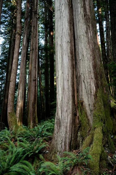 Tiro Vertical Cedros Vermelhos Ocidentais Vancouver Island Canadá — Fotografia de Stock