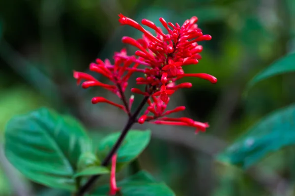Tiro Seletivo Foco Flor Tropical Vermelha Brilhante Que Cresce Jardim — Fotografia de Stock