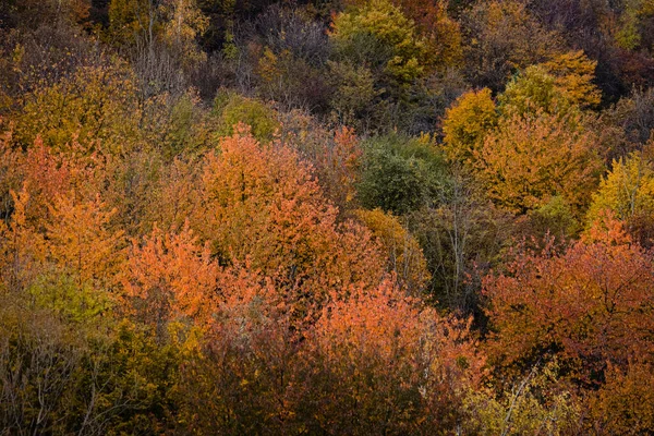 Ein Schöner Blick Auf Bunte Herbstbäume Wald — Stockfoto