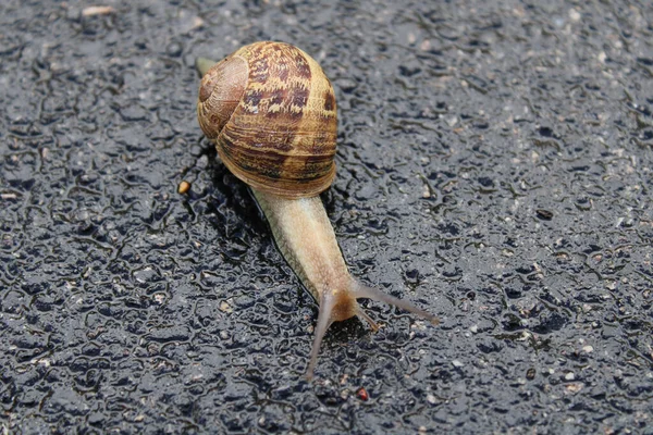 Tiro Ângulo Alto Close Caracol — Fotografia de Stock