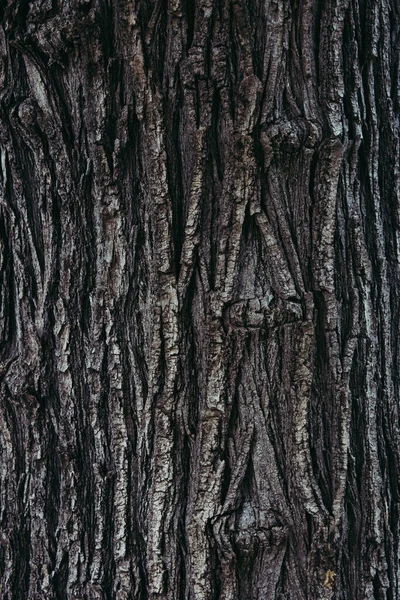 Eine Vertikale Aufnahme Einer Baumrindenstruktur Perfekt Für Den Hintergrund — Stockfoto