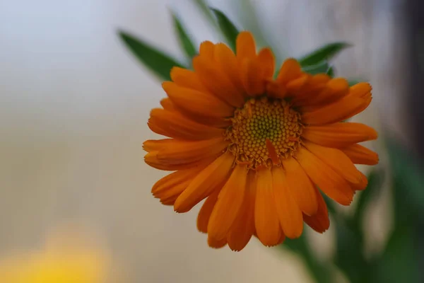 Close Uma Flor Calêndula Laranja Vibrante Calendula Officinalis — Fotografia de Stock