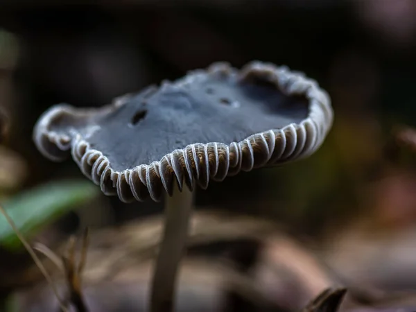Ein Pilz Einer Natürlichen Umgebung — Stockfoto