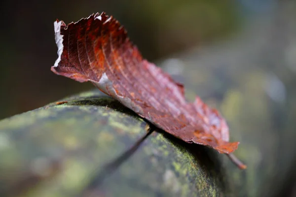Närbild Bild Fallen Röd Brunt Löv Trä — Stockfoto