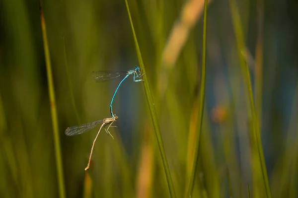 Une Macro Photo Libellules Accouplant Sur Une Feuille Verte Extérieur — Photo