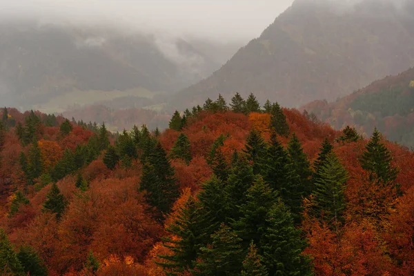 Piękne Ujęcie Kolorowych Jesiennych Drzew Mglisty Dzień Górach — Zdjęcie stockowe