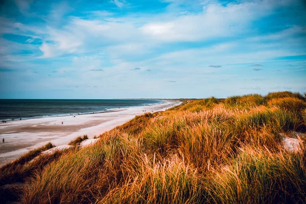 Gros Plan Herbe Plage Enneigée Avec Vue Sur Mer Arrière — Photo