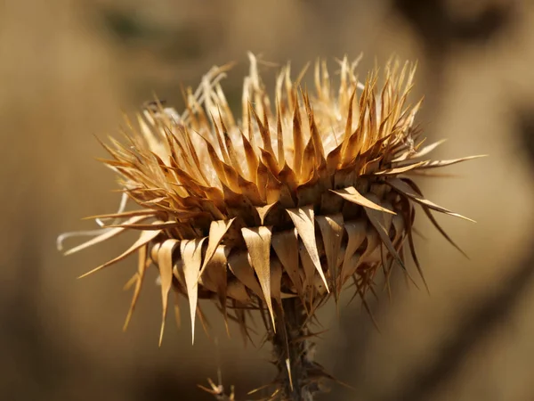 Closeup Shot Dry Thorns — Stock Photo, Image