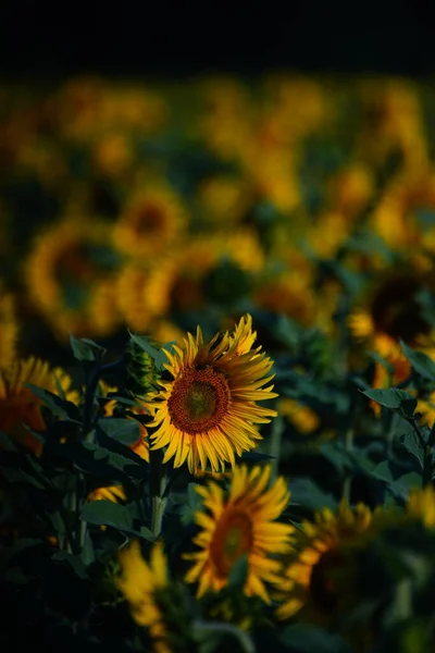 Beautiful Shot Sunflower Field — Stock Photo, Image