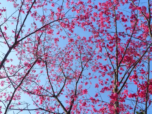 Tiro Ángulo Bajo Hermosas Flores Cerezo Bajo Cielo Azul Soleado — Foto de Stock