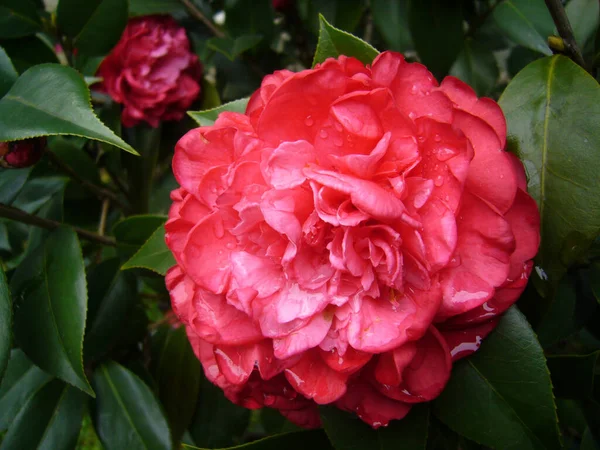 Selektivní Zaostření Záběr Krásné Růžové Kamélie Květiny Obklopené Zelení — Stock fotografie