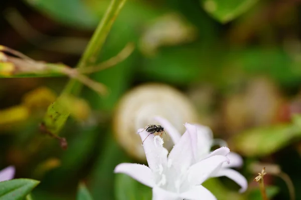 Eine Selektive Fokusaufnahme Eines Insekts Auf Einer Weißen Blume Vor — Stockfoto