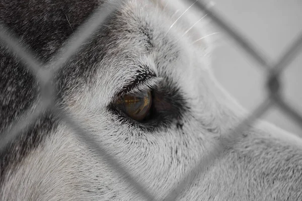 フェンスの後ろに白いオオカミの目のクローズアップぼやけた背景を持つ — ストック写真