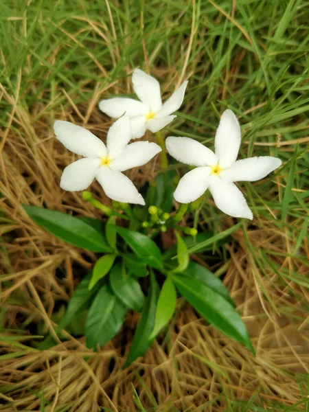 Ένα Κάθετο Κοντινό Πλάνο Λευκών Λουλουδιών Πράσινα Φύλλα — Φωτογραφία Αρχείου
