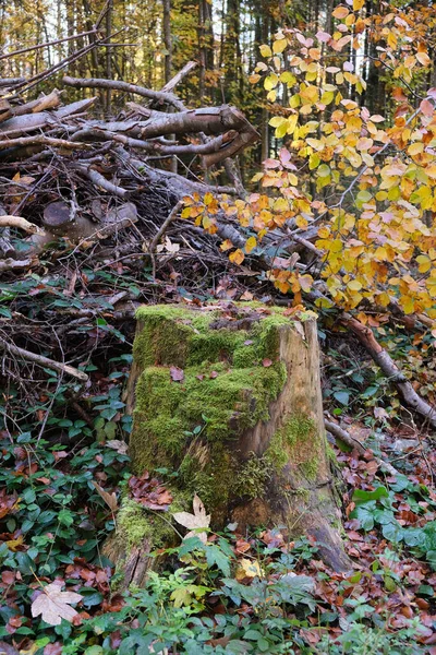 Plano Vertical Tronco Árbol Con Troncos Madera Viejos Bosque —  Fotos de Stock