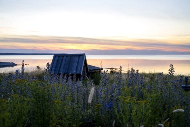 Wooden cottage next to the ocean with wildflowers everywhere during sunset on the island of Gotland in Sweden clipart