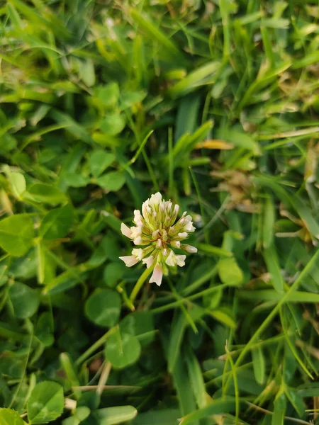 Eine Selektive Fokusaufnahme Einer Blühenden Kleeblume Auf Dem Feld — Stockfoto