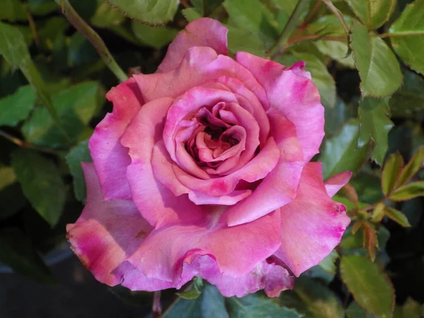 Primer Plano Hermosa Rosa Rosa Jardín — Foto de Stock
