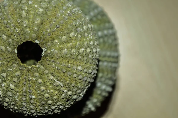 Eine Draufsicht Auf Eine Grüne Seeigel Muschel Auf Einer Holzoberfläche — Stockfoto