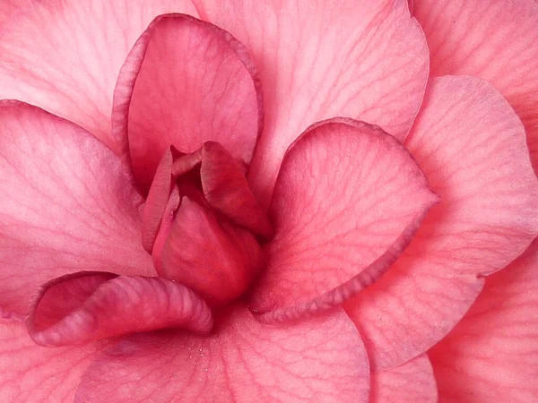 Primo Piano Bella Camelia Rosa Giardino — Foto Stock