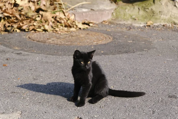 Eine Süße Schwarze Katze Mit Leuchtend Orangen Augen Sitzt Auf — Stockfoto