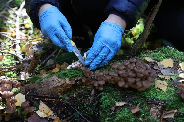절임기가 버섯을 자르는 모습을 클로즈업으로 — 스톡 사진