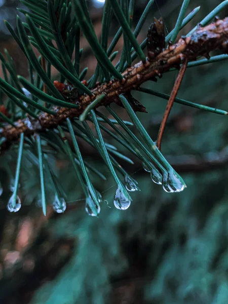 Vertical Selective Focus Shot Spruce Needles — Stock Photo, Image