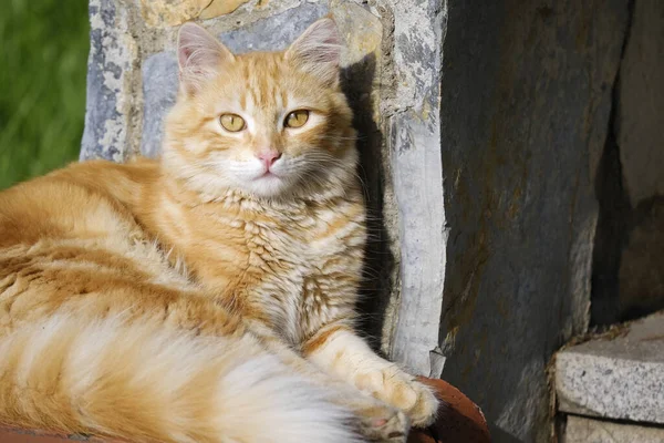 岩の上に座っている可愛い生姜フライ猫のクローズアップショット — ストック写真