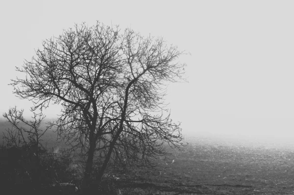 Colpo Scala Grigi Albero Solitario Vicino Alla Strada Giorno Nebbioso — Foto Stock