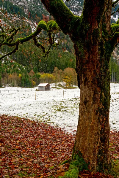 雪の公園に紅葉した苔むした木の垂直撮影 — ストック写真