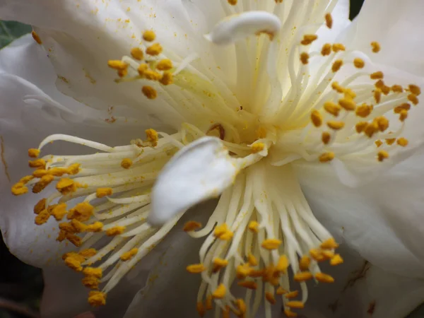 Closuep Shot Beautiful Camellia Flower — Stock Photo, Image