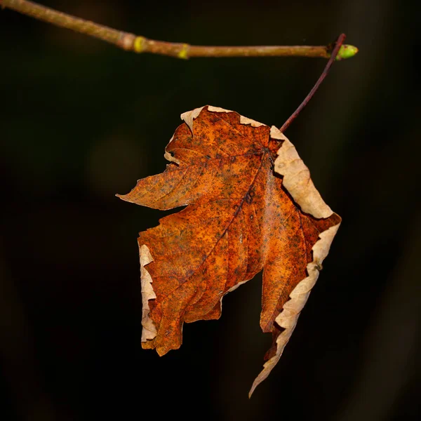 Colpo Fuoco Superficiale Verticale Una Foglia Autunno — Foto Stock