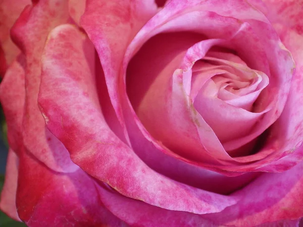 Primer Plano Hermosa Rosa Rosa Jardín —  Fotos de Stock