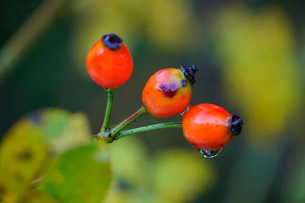 Colpo Superficiale Gocce Pioggia Tre Bacche Bosco Rosse — Foto Stock