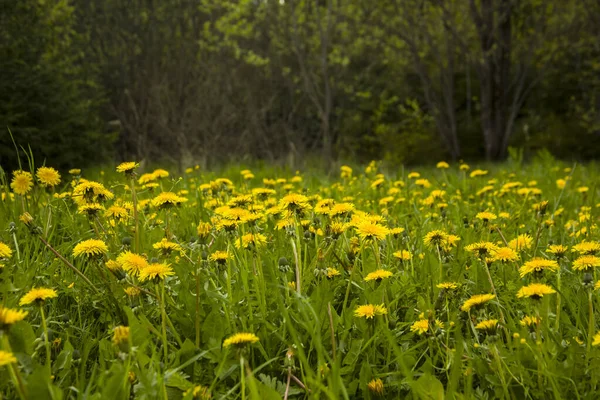 Ein Majestätischer Schuss Wilder Löwenzahnblüten Einem Frischen Grasfeld — Stockfoto