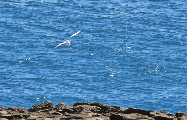 Котлета Білого Чапля Літає Біля Узбережжя Мальти — стокове фото