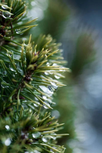 Closeup Shot Raindrops Pine Branches Blurred Background — Stock Photo, Image