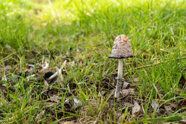 Ένα Επιλεκτικό Πλάνο Εστίασης Του Coprinus Comatus Στο Πράσινο Γρασίδι — Φωτογραφία Αρχείου