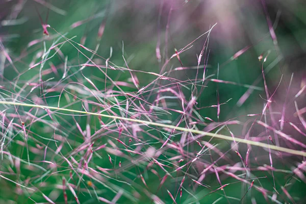 枝にピンクのビーズを持つ異常な外観の植物の閉鎖 — ストック写真