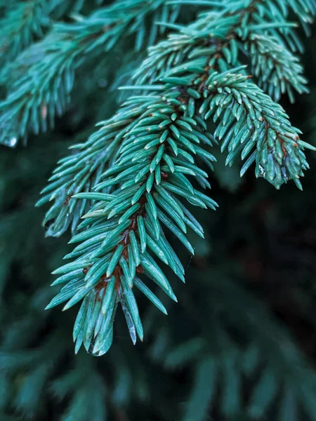 Eine Vertikale Selektive Fokusaufnahme Von Fichtennadeln — Stockfoto