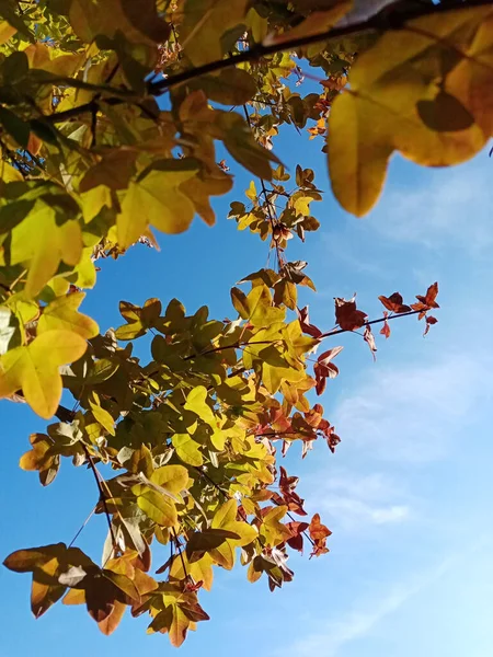 Eine Vertikale Aufnahme Der Gelben Blätter Eines Baumes Während Des — Stockfoto