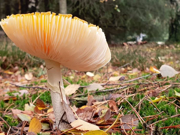 Zbliżenie Ujęcia Rosnącego Grzyba Lesie — Zdjęcie stockowe