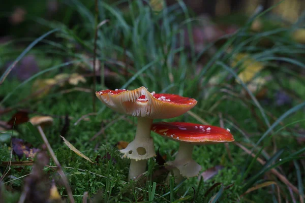 Selective Focus Shot Amanita Muscaria Mushroom Growing Forest — Stock Photo, Image