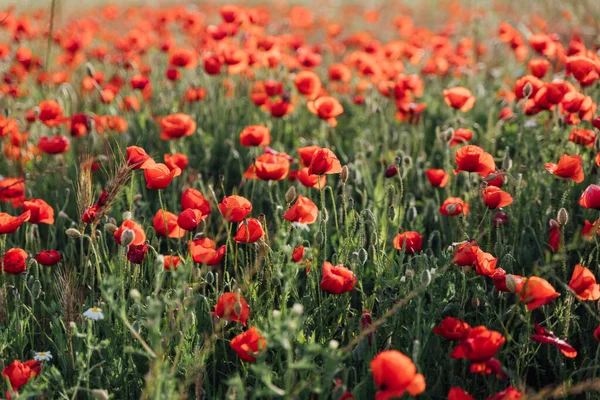 Uma Bela Vista Campo Flores Papoula Vermelha Durante Dia — Fotografia de Stock