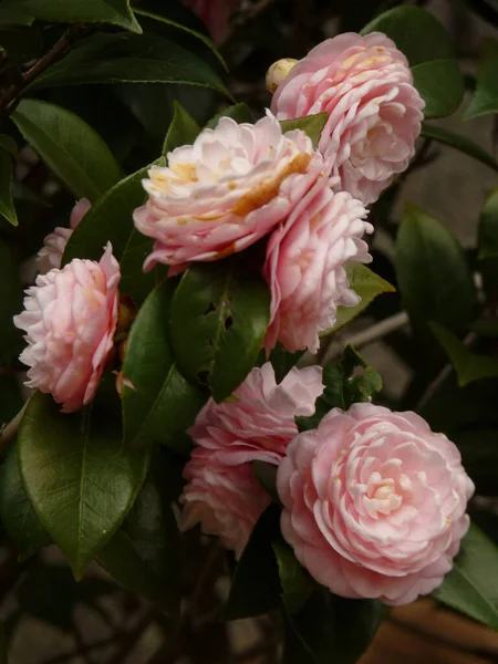 Vertical Closeup Shot Beautiful Pink Camellia Garden — Stock Photo, Image