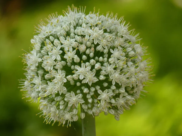 Gros Plan Plante Oignon Qui Fleurit Sur Fond Flou — Photo