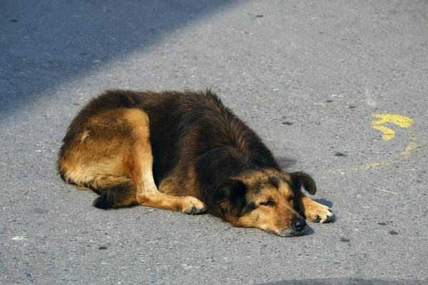 Ένα Αξιολάτρευτο Αδέσποτο Σκυλί Ξαπλωμένο Στο Δρόμο — Φωτογραφία Αρχείου