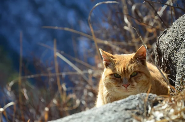 Szelektív Fókuszfelvétel Egy Vörös Macskáról Bukhansan Nemzeti Parkban Dél Koreában — Stock Fotó