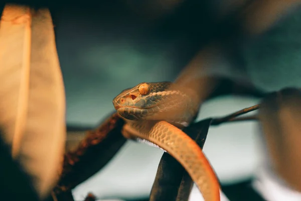 Nahaufnahme Eines Schlangenkopfes Der Auf Seinem Schwanz Ruht — Stockfoto